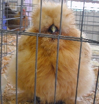 Hairy Chicken